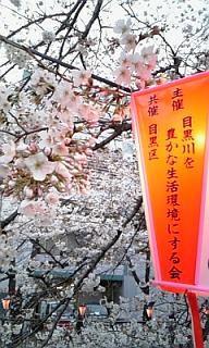 Sakura2.JPG